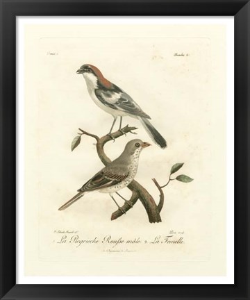 Framed Antique French Birds II Print