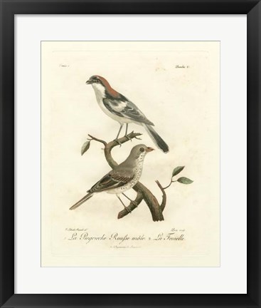 Framed Antique French Birds II Print