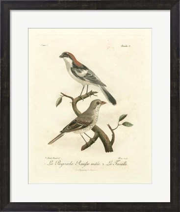 Framed Antique French Birds II Print