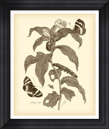 Framed Nature Study in Sepia I Print