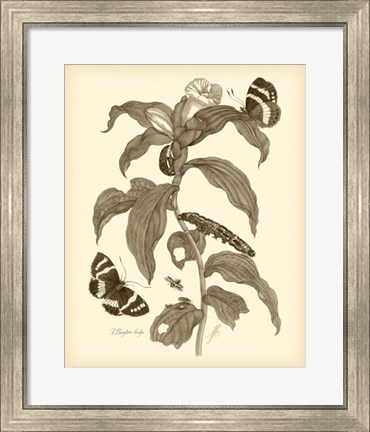 Framed Nature Study in Sepia I Print