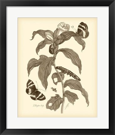 Framed Nature Study in Sepia I Print