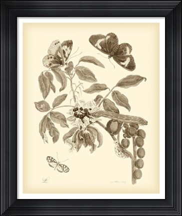 Framed Nature Study in Sepia II Print
