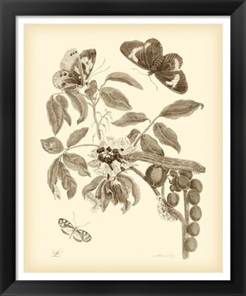 Framed Nature Study in Sepia II Print