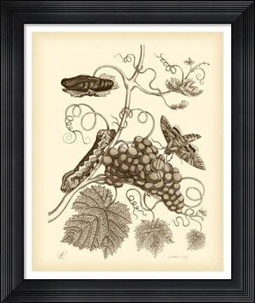 Framed Nature Study in Sepia III Print
