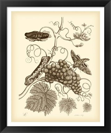 Framed Nature Study in Sepia III Print