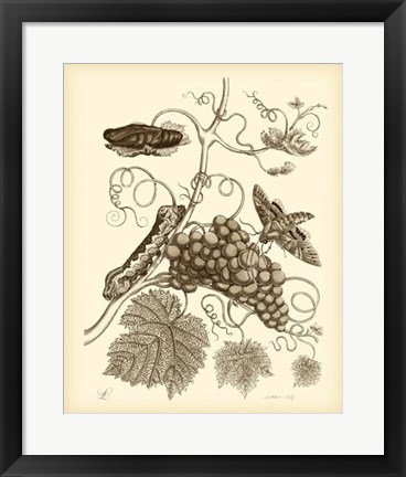 Framed Nature Study in Sepia III Print