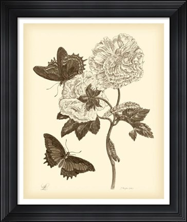 Framed Nature Study in Sepia IV Print