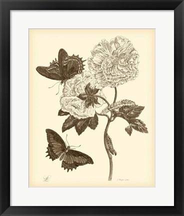 Framed Nature Study in Sepia IV Print