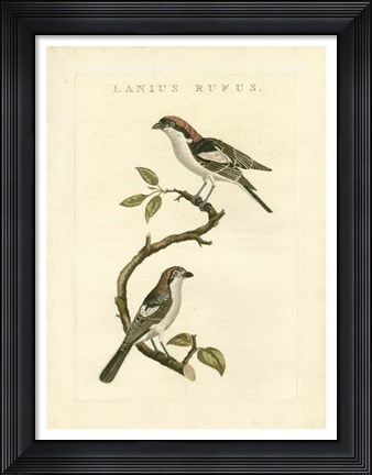 Framed Nozeman Birds I Print