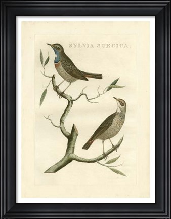 Framed Nozeman Birds II Print