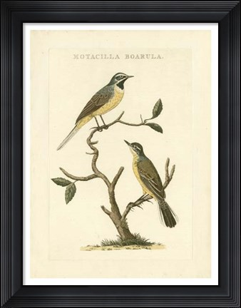 Framed Nozeman Birds III Print