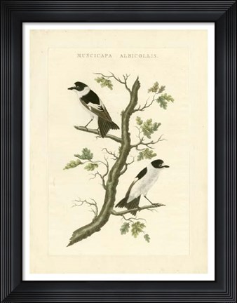 Framed Nozeman Birds IV Print