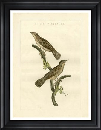 Framed Nozeman Birds V Print