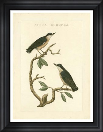 Framed Nozeman Birds VI Print