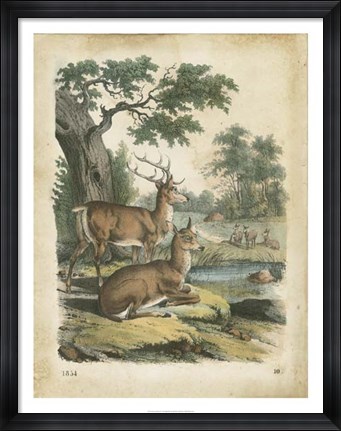 Framed Nature&#39;s Gathering IV Print