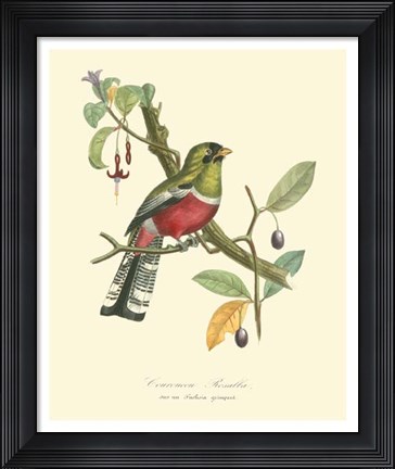 Framed Nature Jardin I Print