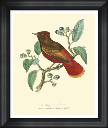Framed Nature Jardin II Print