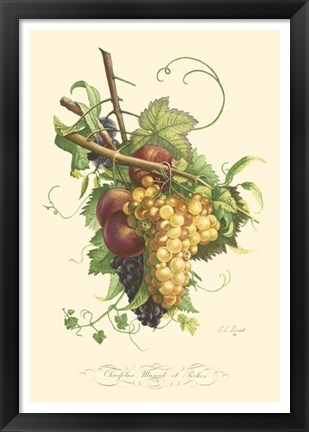 Framed Plentiful Fruits II Print
