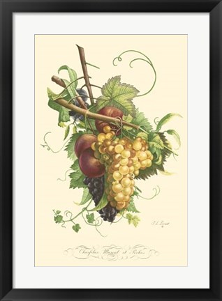 Framed Plentiful Fruits II Print