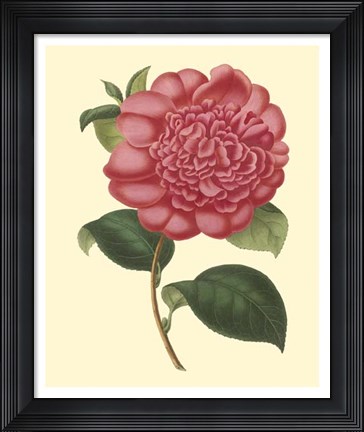 Framed Camellia Garden I Print