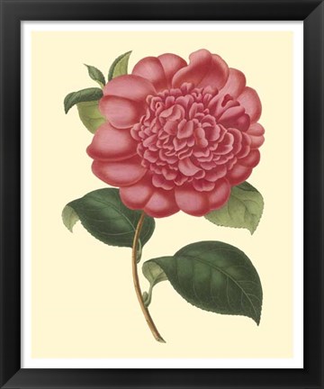 Framed Camellia Garden I Print