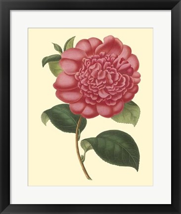 Framed Camellia Garden I Print