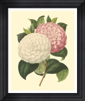 Framed Camellia Garden IV Print