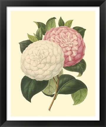 Framed Camellia Garden IV Print