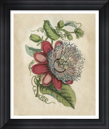 Framed Tropical Beauty I Print