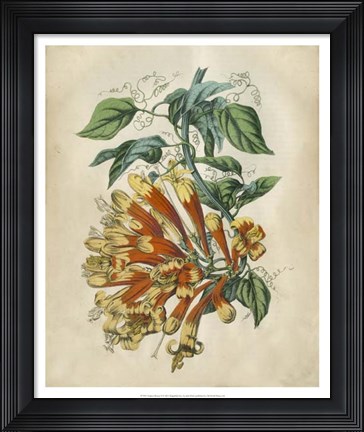 Framed Tropical Beauty II Print