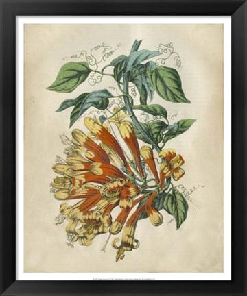 Framed Tropical Beauty II Print