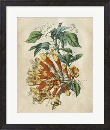 Framed Tropical Beauty II Print