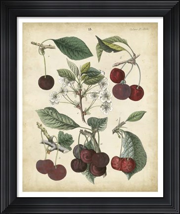 Framed Calwer Common Cherry Print