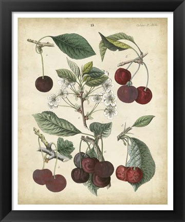 Framed Calwer Common Cherry Print