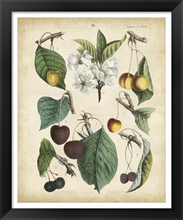 Framed Calwer Wild Cherry Print