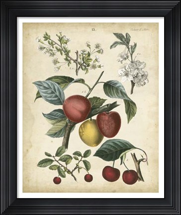 Framed Calwer Cherry Print