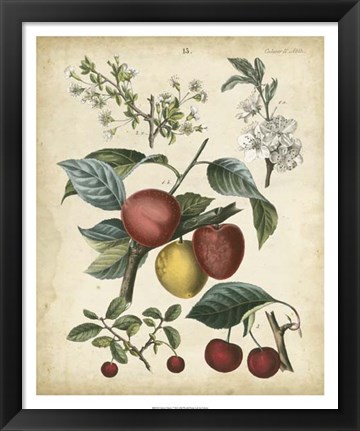 Framed Calwer Cherry Print