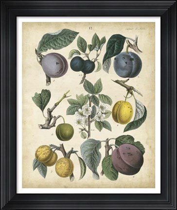 Framed Calwer Plums Print