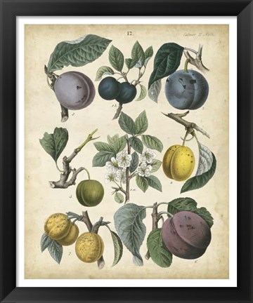 Framed Calwer Plums Print