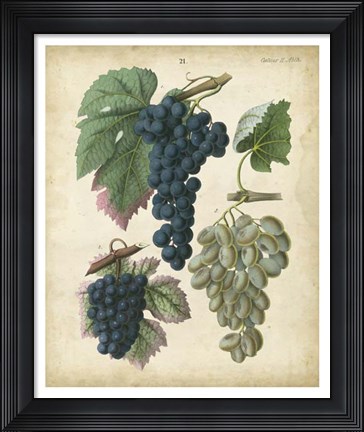 Framed Calwer Grapes I Print