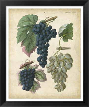 Framed Calwer Grapes I Print