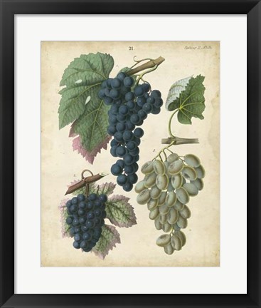 Framed Calwer Grapes I Print
