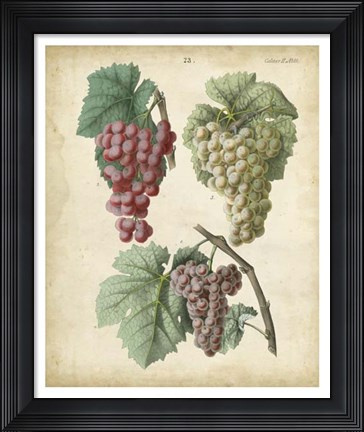 Framed Calwer Grapes II Print