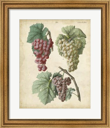Framed Calwer Grapes II Print
