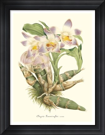Framed Lavender Orchids I Print