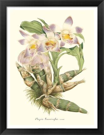 Framed Lavender Orchids I Print