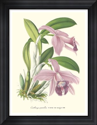 Framed Lavender Orchids II Print