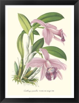 Framed Lavender Orchids II Print