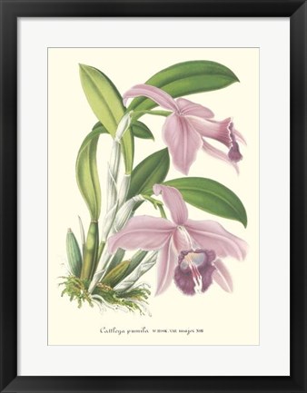 Framed Lavender Orchids II Print